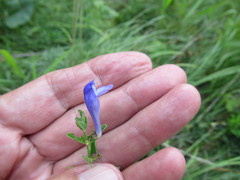 Scutellaria scordifolia
