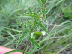 Scutellaria scordifolia