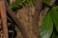 Alsophila leichhardtiana