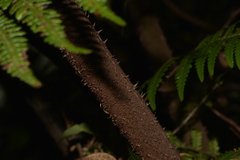Alsophila leichhardtiana