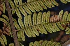 Alsophila leichhardtiana