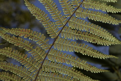Alsophila leichhardtiana