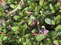 Ceanothus gloriosus gloriosus