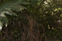 Alsophila leichhardtiana