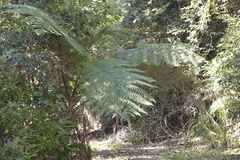 Alsophila leichhardtiana