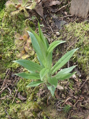Pterostylis plumosa
