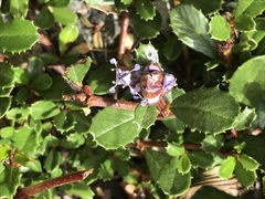 Ceanothus gloriosus gloriosus