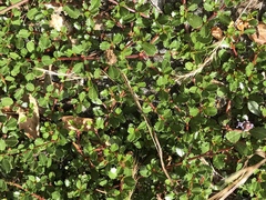 Ceanothus gloriosus gloriosus