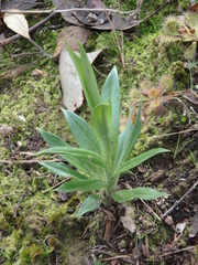 Pterostylis plumosa