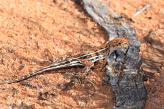 Ctenophorus spinodomus
