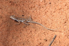 Ctenophorus spinodomus