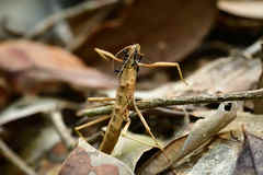 Neohirasea hongkongensis