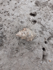 Rapaninae