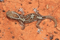 Lucasium steindachneri