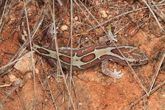 Lucasium steindachneri