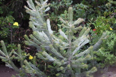 Adenanthos sericeus