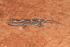 Lucasium steindachneri