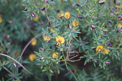 Pultenaea reticulata