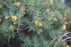 Pultenaea reticulata