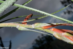 Pitcairnia robert-downsii