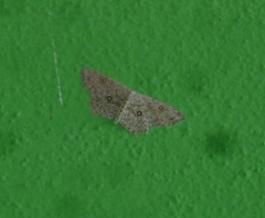 Cyclophora pendularia