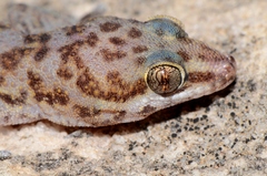 Pachydactylus weberi