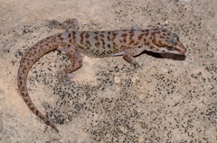 Pachydactylus weberi