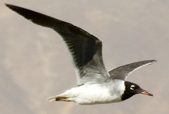Ichthyaetus leucophthalmus