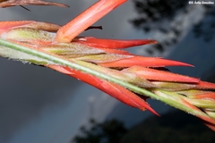 Pitcairnia robert-downsii