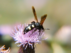 Scolia sexmaculata