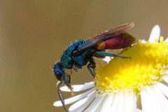 Hedychrum