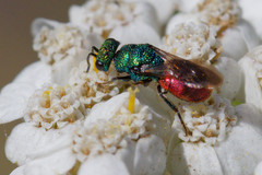 Hedychrum