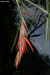Pitcairnia robert-downsii