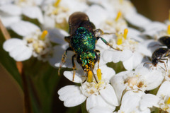 Hedychrum