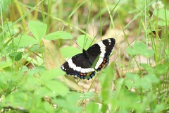Limenitis arthemis rubrofasciata