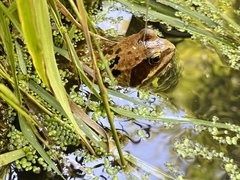 Rana temporaria