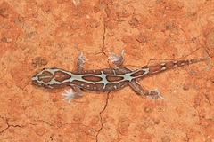 Lucasium steindachneri