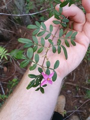Boronia fraseri