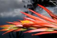 Pitcairnia robert-downsii