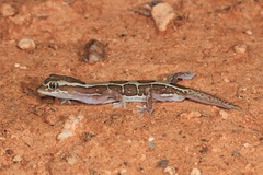 Lucasium steindachneri