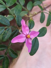 Boronia fraseri