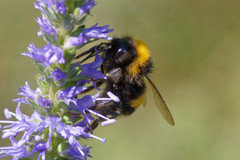 Bombus