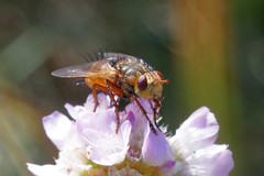 Tachina fera