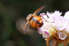 Tachina fera
