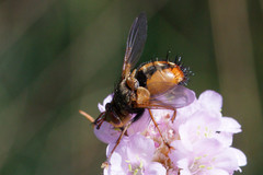Tachina fera