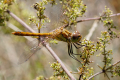 Sympetrum vulgatum