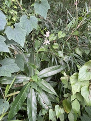 Pollia japonica