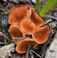 Pulvinula archeri
