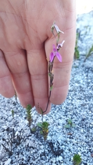 Disa obliqua