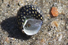 Chlorodiloma odontis